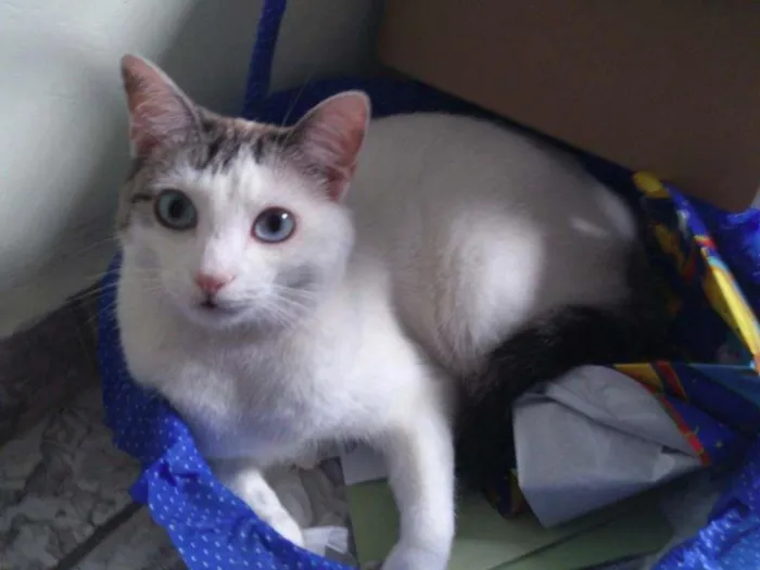 Gato raça vira-lata idade 6 ou mais anos nome Mingau