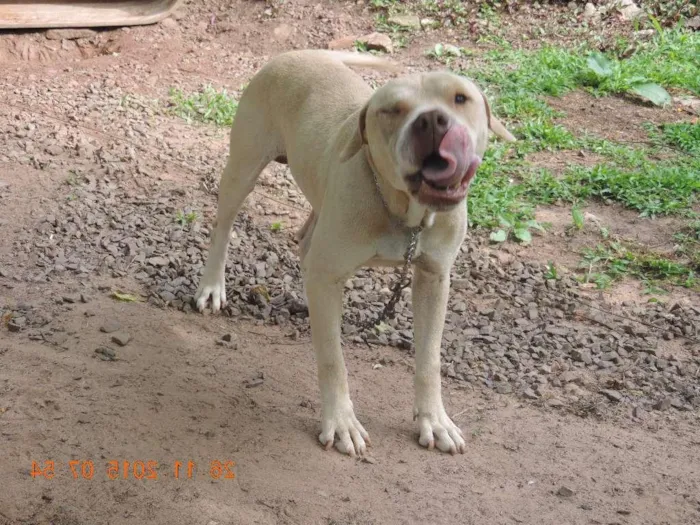 Cachorro ra a Pit-Bull idade 3 anos nome Soberano