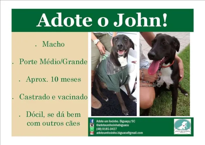 Cachorro raça SRD idade 7 a 11 meses nome John