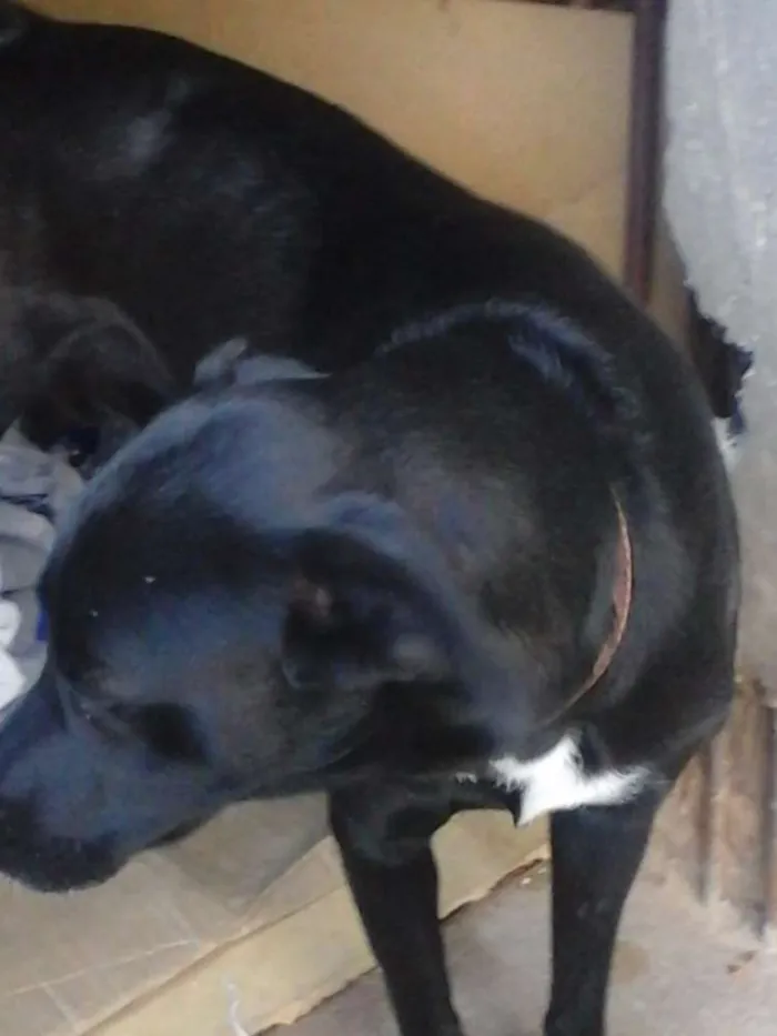 Cachorro ra a Labrador/SRD idade 2 anos nome Dory