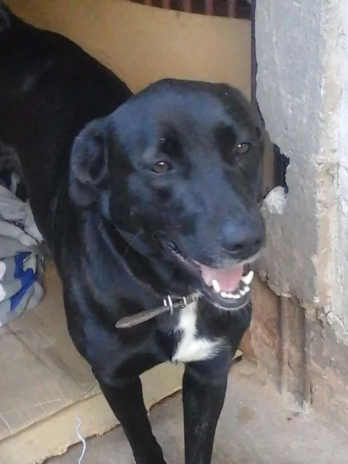 Cachorro ra a Labrador/SRD idade 2 anos nome Dory