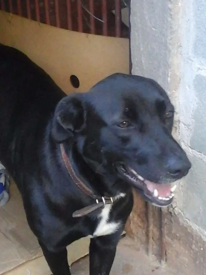 Cachorro ra a Labrador/SRD idade 2 anos nome Dory