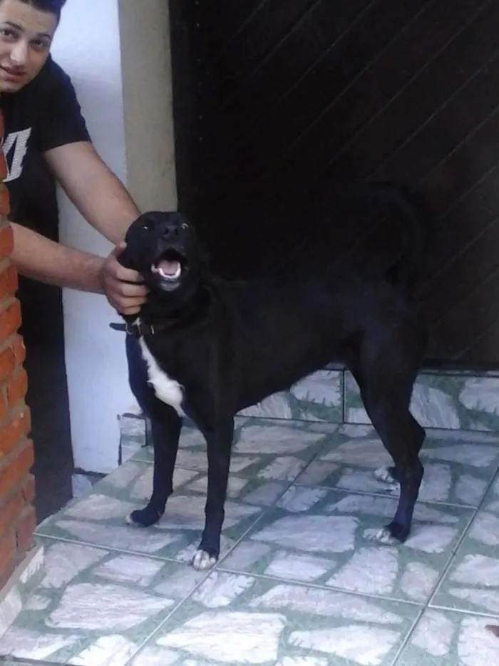 Cachorro ra a Labrador/SRD idade 2 anos nome Dory