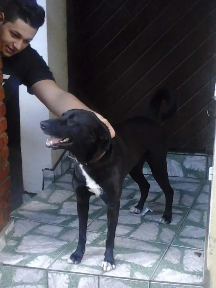 Cachorro ra a Labrador/SRD idade 2 anos nome Dory