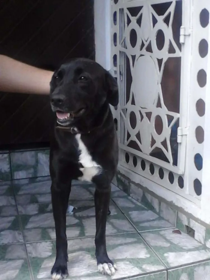 Cachorro ra a Labrador/SRD idade 2 anos nome Dory