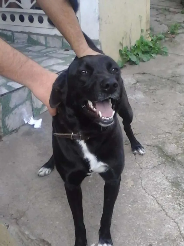 Cachorro ra a Labrador/SRD idade 2 anos nome Dory