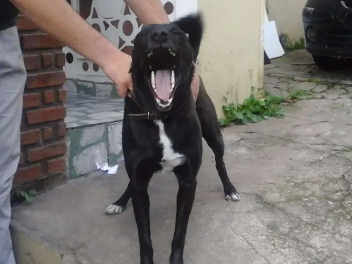 Cachorro ra a Labrador/SRD idade 2 anos nome Dory