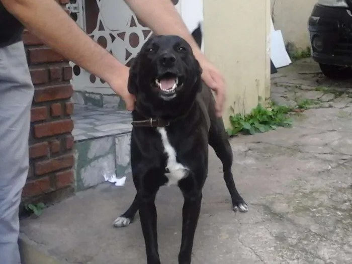 Cachorro ra a Labrador/SRD idade 2 anos nome Dory