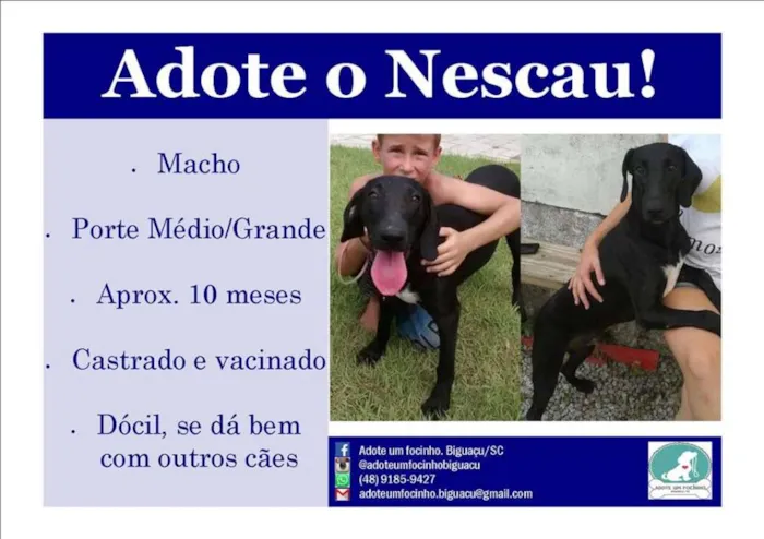 Cachorro raça SRD idade 7 a 11 meses nome Nescau