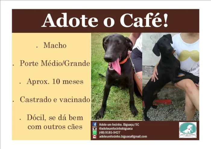 Cachorro raça SRD idade 7 a 11 meses nome Café
