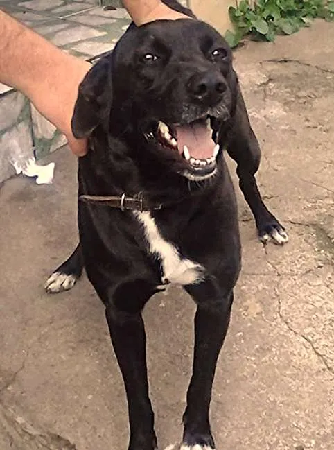 Cachorro ra a Labrador/SRD idade 2 anos nome Dory