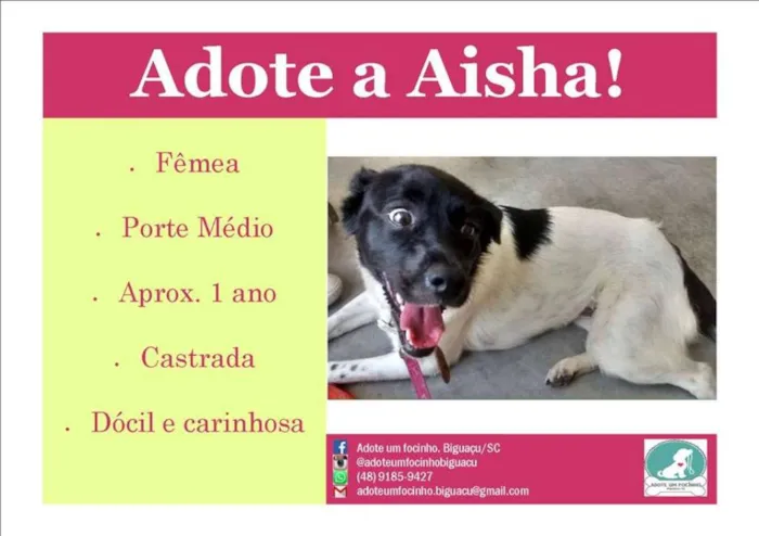 Cachorro raça SDR idade 1 ano nome Aisha