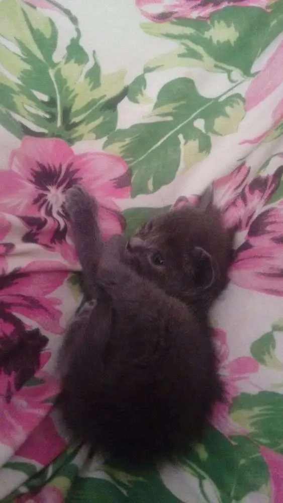 Gato raça SRD idade 2 a 6 meses nome lua, noite e eclipse