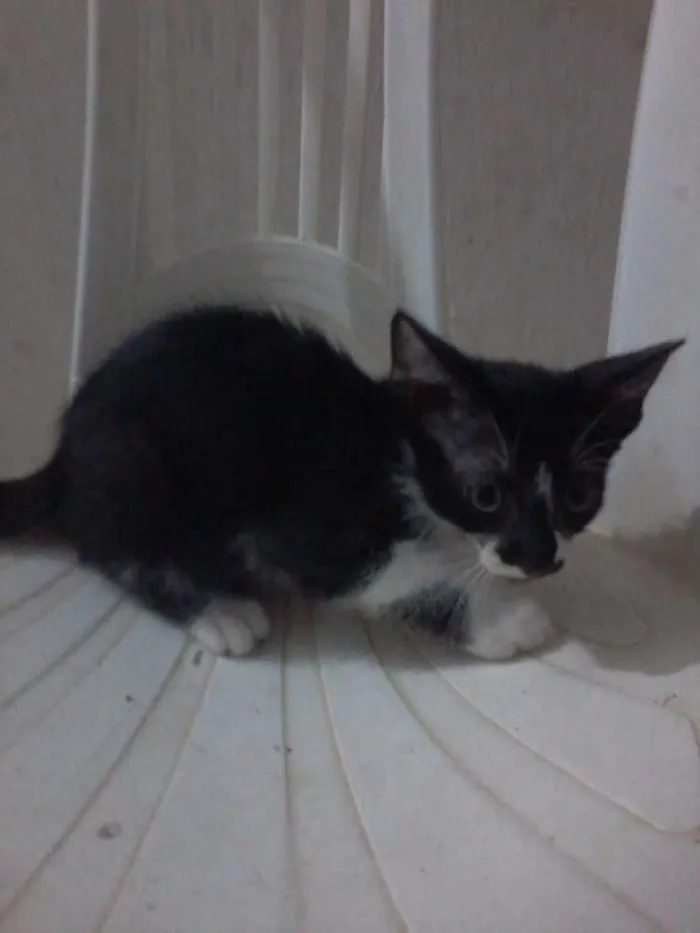 Gato raça SRD idade 2 a 6 meses nome lua, noite e eclipse