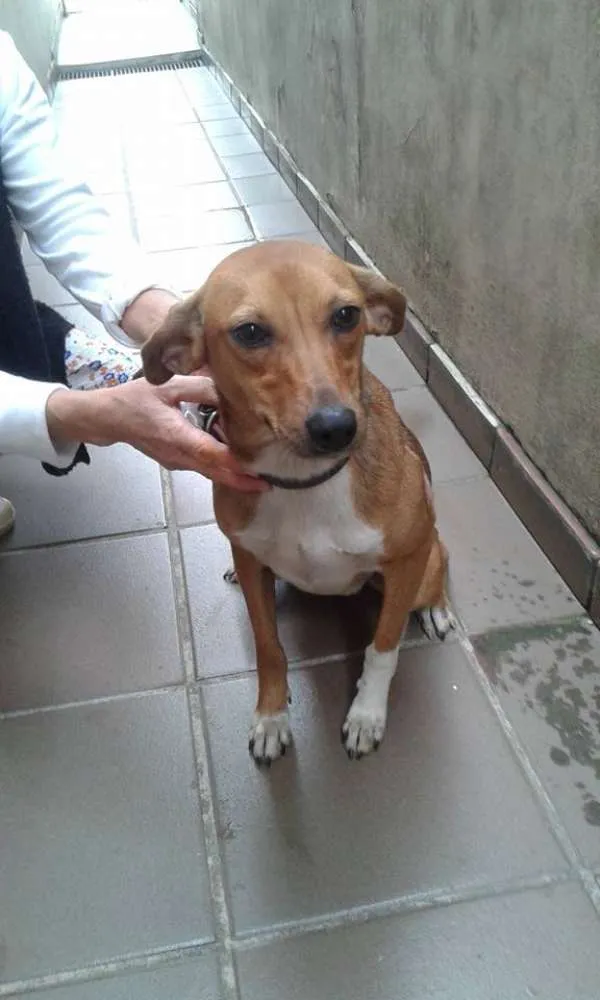 Cachorro ra a SRD idade 2 anos nome Xuxa