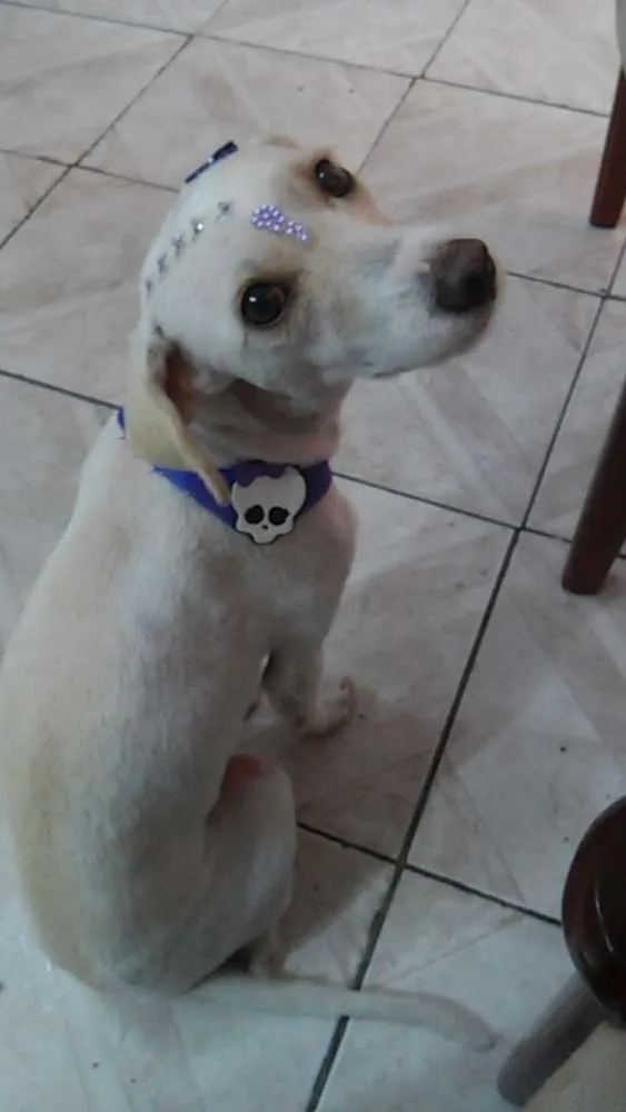 Cachorro ra a Vira-Lata idade 1 ano nome Beli ou Belinha