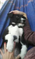 Kaile