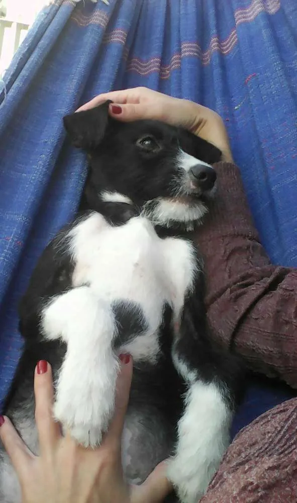 Cachorro ra a Indefinida idade 2 a 6 meses nome Kaile