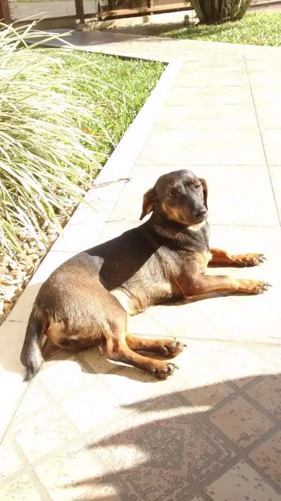 Cachorro ra a SRD idade 1 ano nome maribel