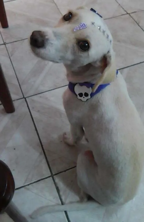 Cachorro ra a Vira-Lata idade 1 ano nome Beli ou Belinha