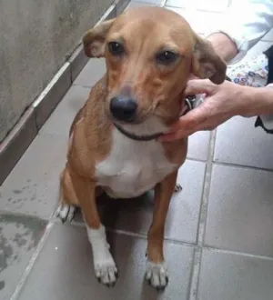 Cachorro raça SRD idade 2 anos nome Xuxa