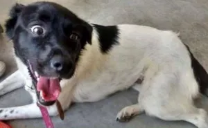 Cachorro raça SDR idade 1 ano nome Aisha