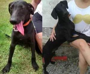 Cachorro raça SRD idade 7 a 11 meses nome Café