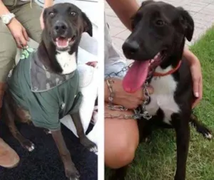 Cachorro raça SRD idade 7 a 11 meses nome John