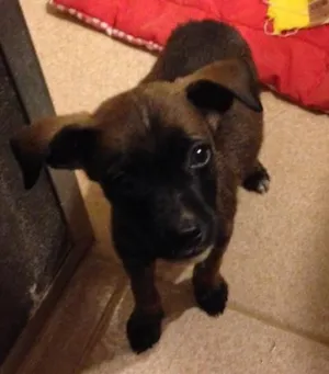 Cachorro raça Sem raça definida  idade 2 a 6 meses nome Ainda não tem nome