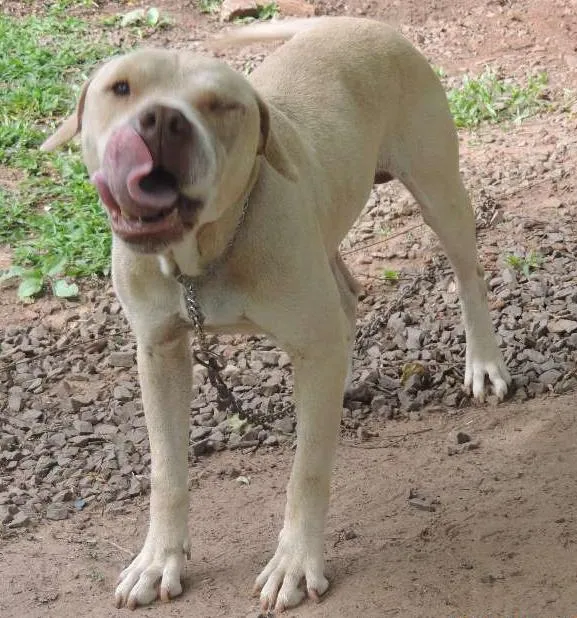 Cachorro ra a Pit-Bull idade 3 anos nome Soberano