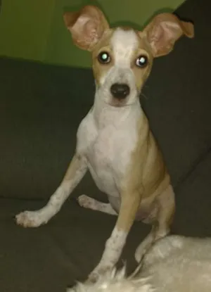 Cachorro raça Sem graça definida idade 2 a 6 meses nome Lua