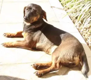 Cachorro raça SRD idade 1 ano nome maribel