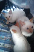 Mingau