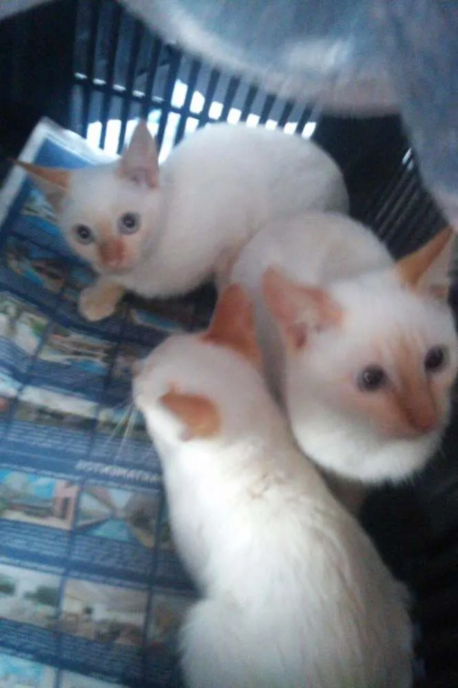 Gato ra a srd idade 2 a 6 meses nome Mingau