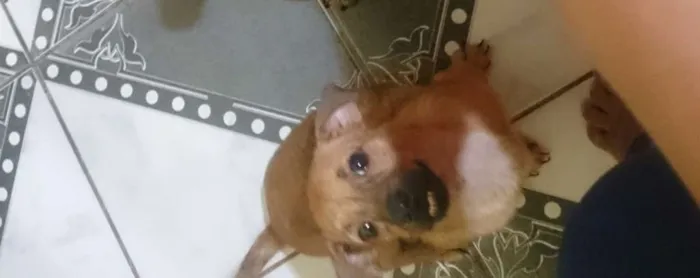 Cachorro raça Dachshund (salsicha)  idade 2 a 6 meses nome Theo
