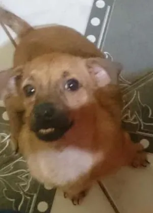Cachorro raça Dachshund (salsicha)  idade 2 a 6 meses nome Theo