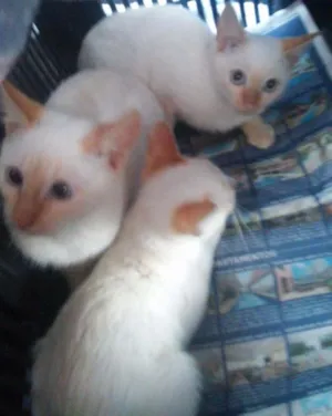 Gato raça srd idade 2 a 6 meses nome Mingau