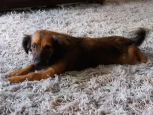 Cachorro raça Vira-lata idade 7 a 11 meses nome Sem nome