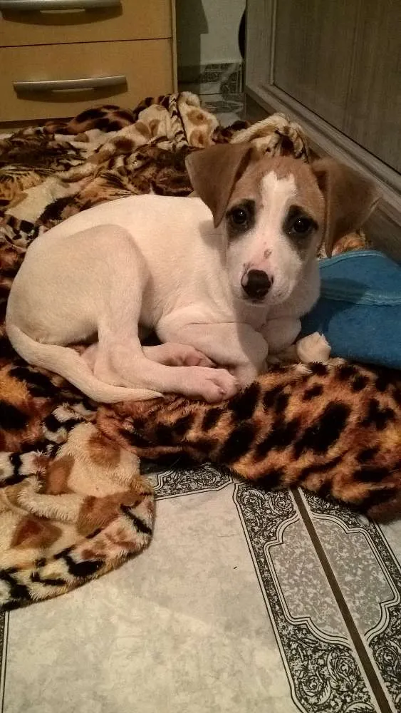 Cachorro ra a sem raça definida idade 2 a 6 meses nome Mel