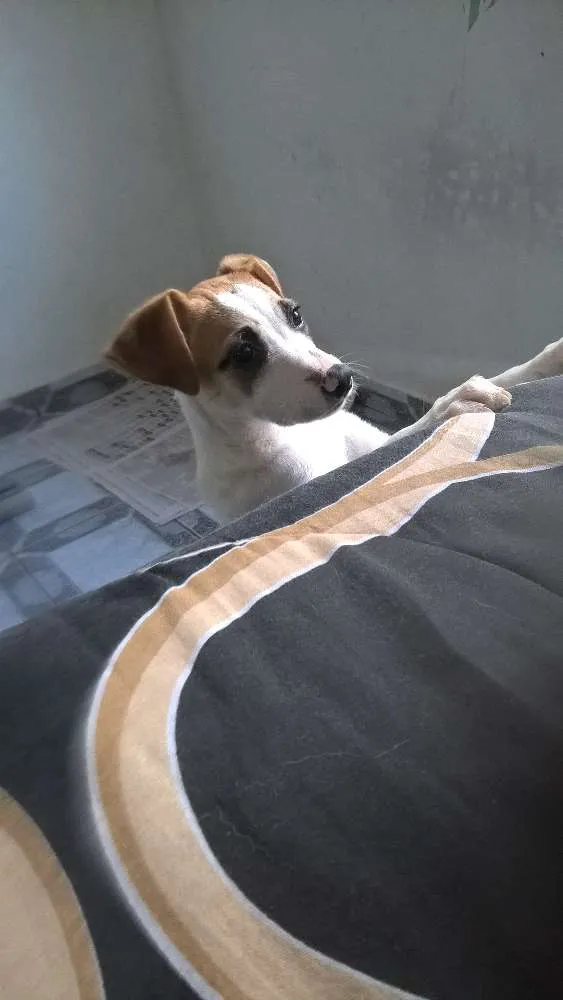 Cachorro ra a sem raça definida idade 2 a 6 meses nome Mel