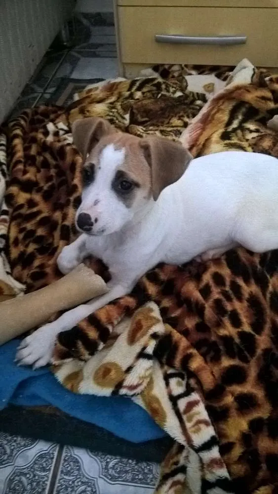 Cachorro ra a sem raça definida idade 2 a 6 meses nome Mel
