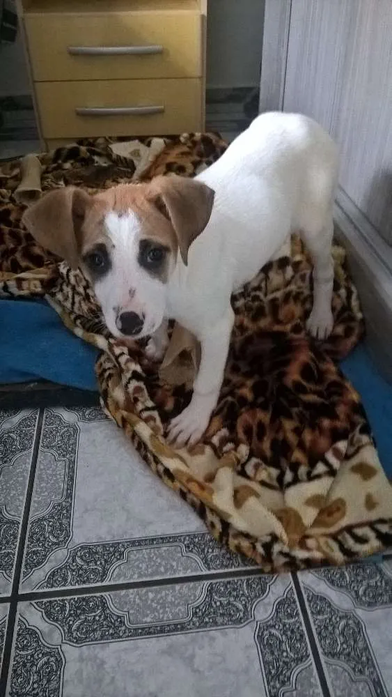 Cachorro ra a sem raça definida idade 2 a 6 meses nome Mel
