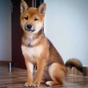 Cachorro raça Shiba Inu idade 7 a 11 meses nome Monalisa GRATIFICA
