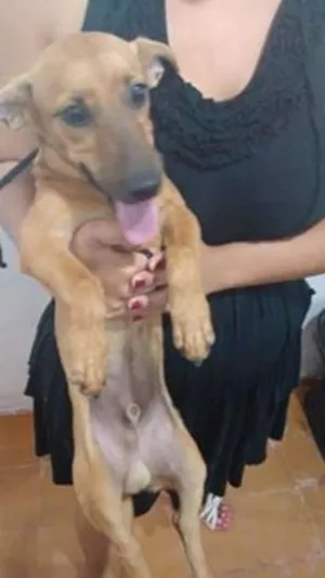 Cachorro raça vira-lata idade 7 a 11 meses nome nino e suri