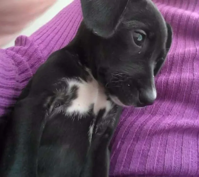 Cachorro ra a SRD idade 2 a 6 meses nome Nina
