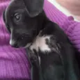 Nina