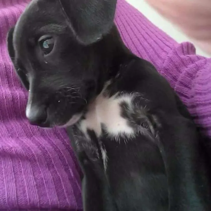 Cachorro ra a SRD idade 2 a 6 meses nome Nina