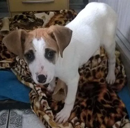 Cachorro ra a sem raça definida idade 2 a 6 meses nome Mel