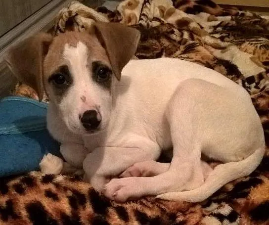Cachorro ra a sem raça definida idade 2 a 6 meses nome Mel