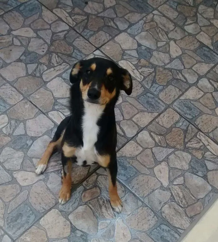 Cachorro ra a vira lata idade 4 anos nome Bolinha